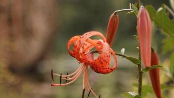 叶兰爆料视频大全下载,揭秘幕后真相,带你走进事件核心 第2张 叶兰爆料视频大全下载,揭秘幕后真相,带你走进事件核心 第2张